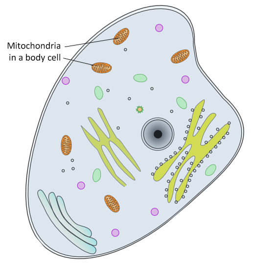 human cell clipart - photo #7