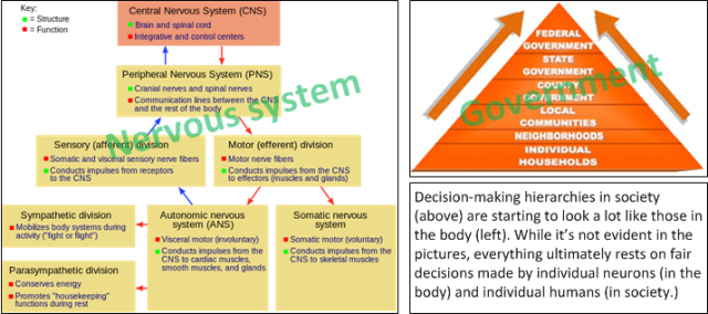 Society has evolved with multiple levels of decision-making, reaching from families and individuals at the grassroots level, all the way up to national governments. Information flows up and down the hierarchy. (Images from fcemhs.com / CitizenPreparedness... and... wikipedia.org / Nervous System)